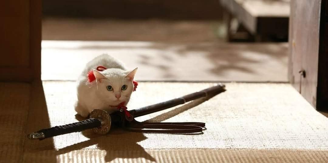 Hanzo Cat Hanzo's Cat is here to slay some Yokai's | Scrolller