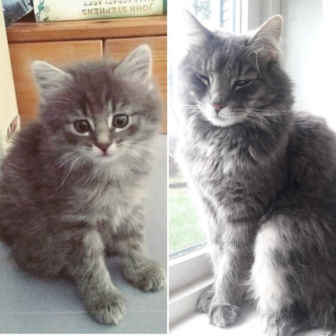 Happy birthday my dear princess Sophie! 3 years old! I can't believe you used to be a tiny floof and now you are a big floof. you are the bestest floof.