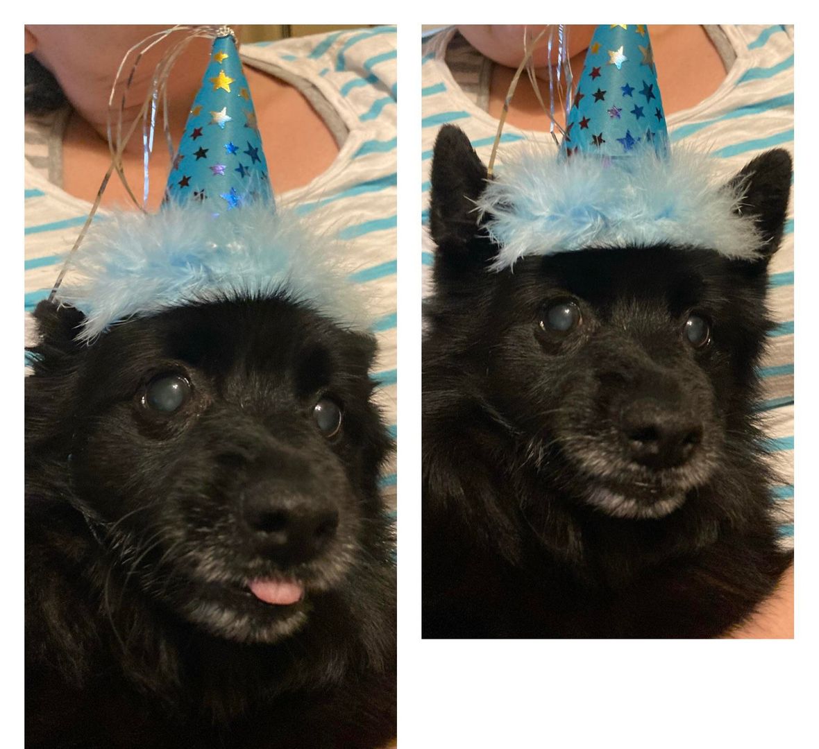 schipperke