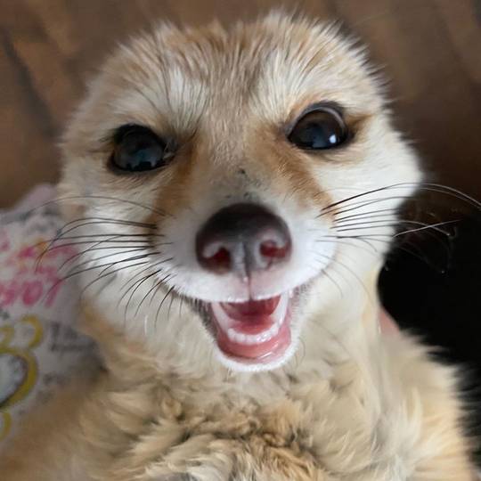 Happy foxo 😂