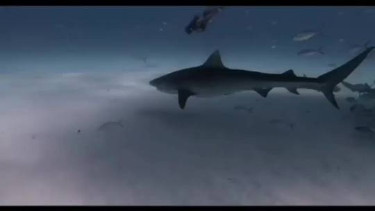Happy Shark Week
