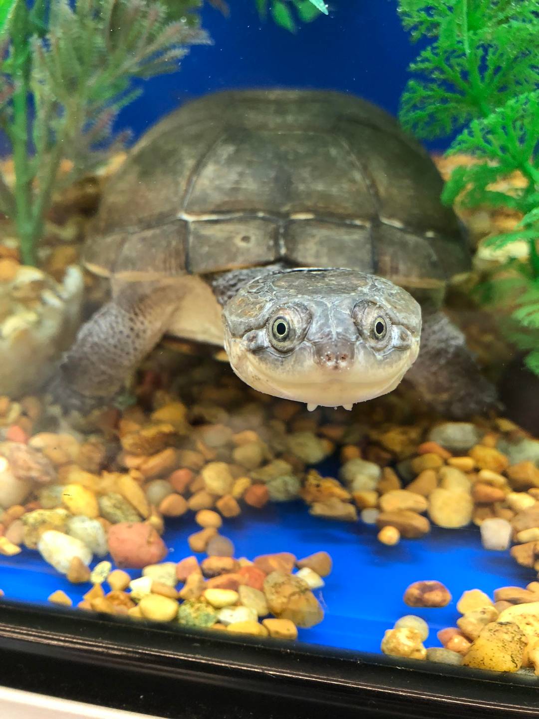 Happy Turtle Life
