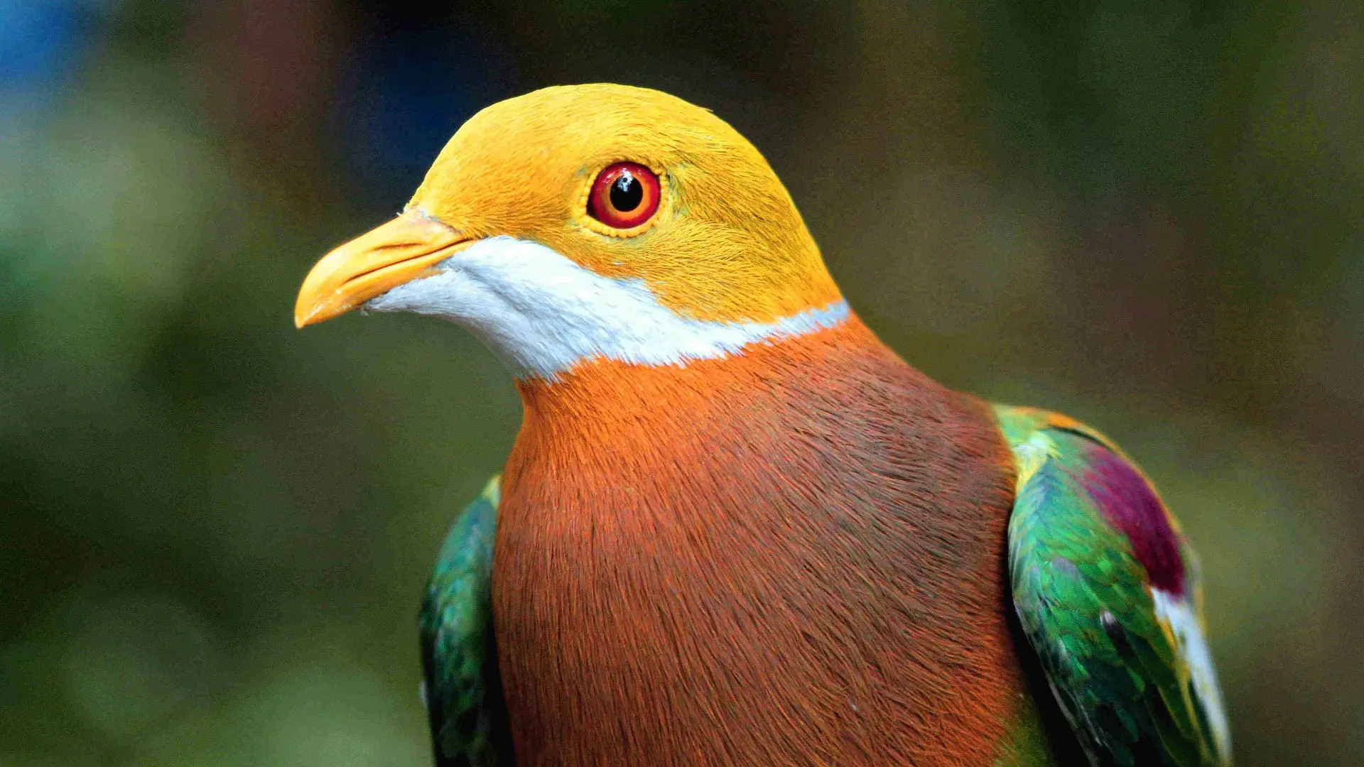 Has anyone ever seen a colorful Dove? | Scrolller