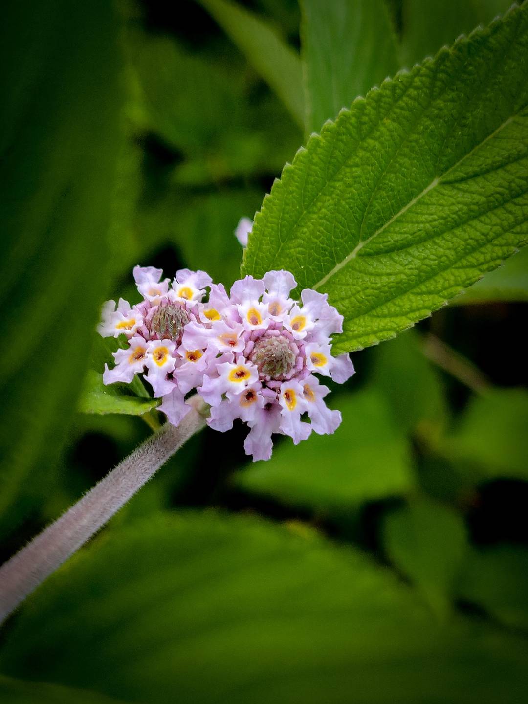 Have been taking pictures of wild flowers and ferns since the lockdown. First time posting here🙆🏻‍♂️