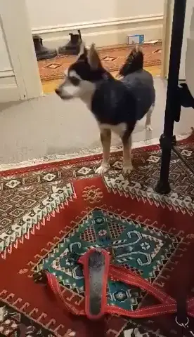 Discover more like Tippytaps: Have you ever been this excited? I don't
