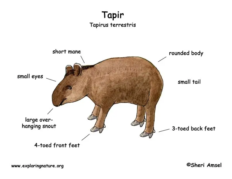 Tapir Chart Have You ever had trouble identifying Tapirs? Well fear no more, this ...