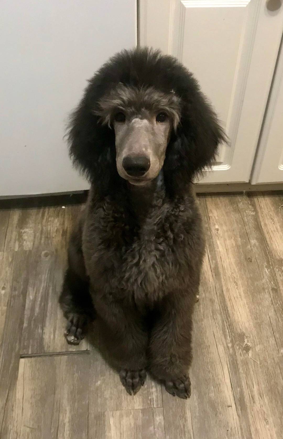 He’s got old man eyebrows