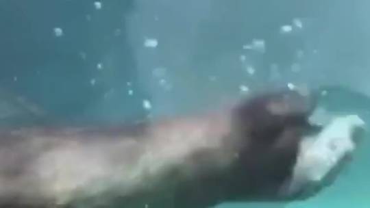 He’s otter control