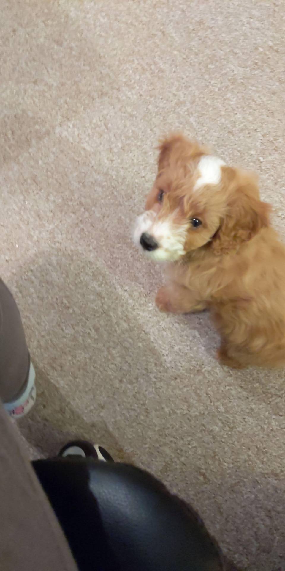 Hello Toph! 9 week old F1b Toy Cockapoo. My first dog (have always had cats prior), and she's wonderful :) already making my life feel more complete