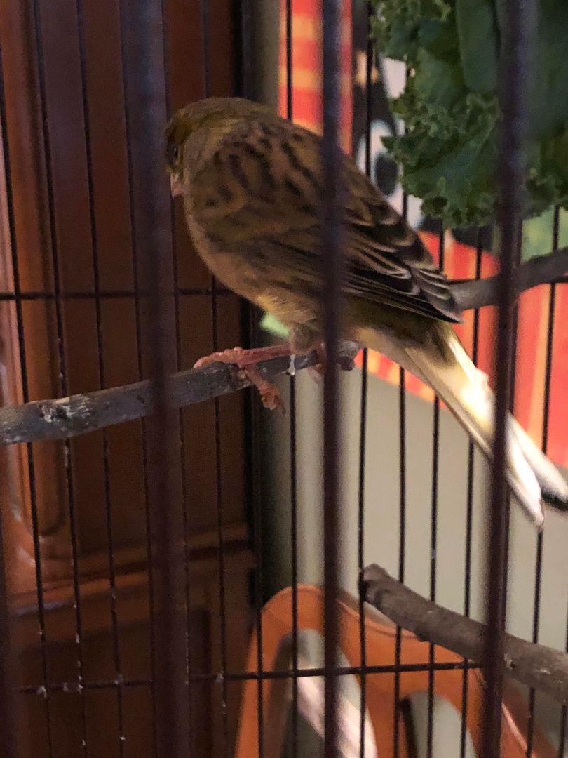 Help, My canary has been standing on one leg and his back toe is swollen and the nail is darker. He is still eating and singing. What should I do?
