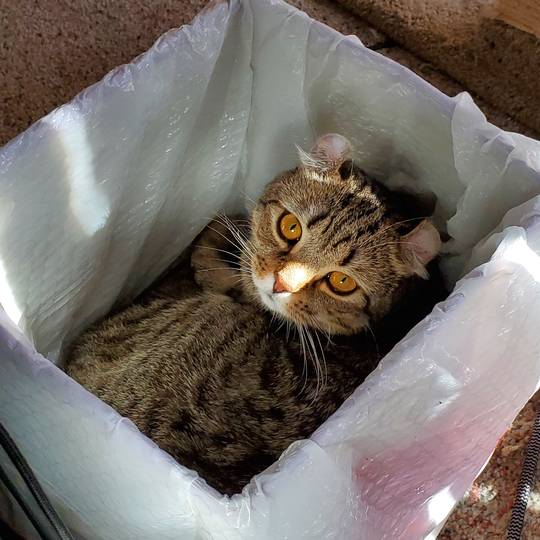 Helping with the garbage.