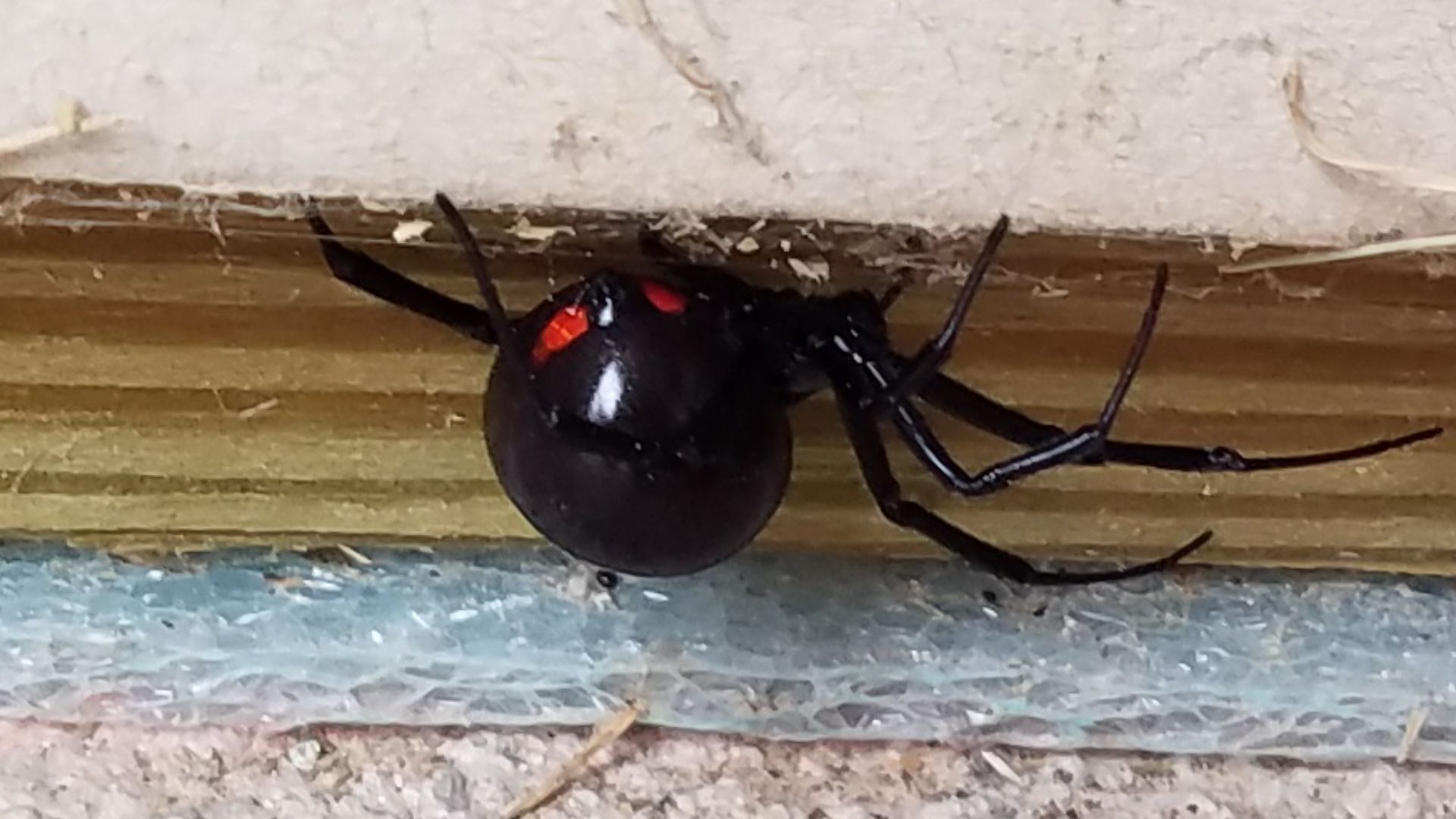 Here's 8 legs of nope that I killed in the garage.