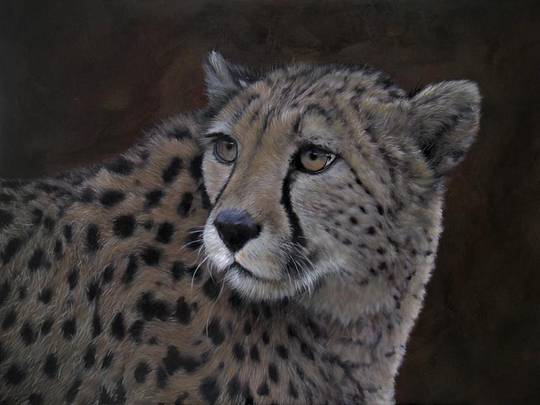 Here's an acrylic painting of a cheetah I finished this morning. Hope you like it!