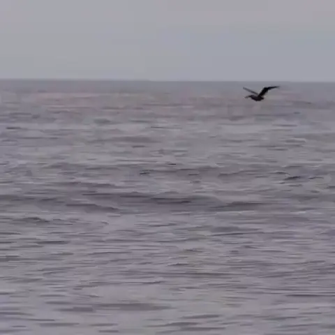 Hey bird, I can do that too 😅