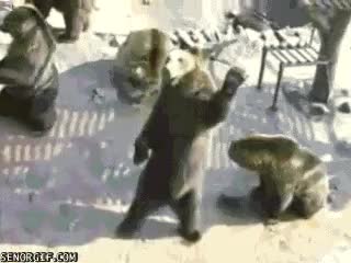 HEY! Hey! Over here! [xpost /r/AnimalsBeingDerps]