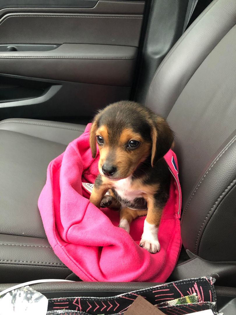 Hi. Smol boi Phoenix checking in.