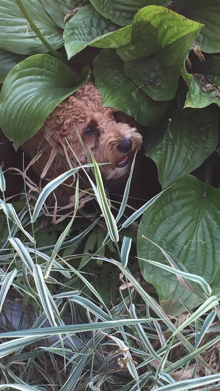 Hidden Dog