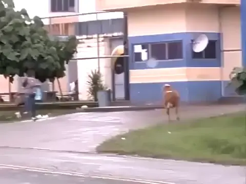 Hit-Goat is tired of being disrespected!
