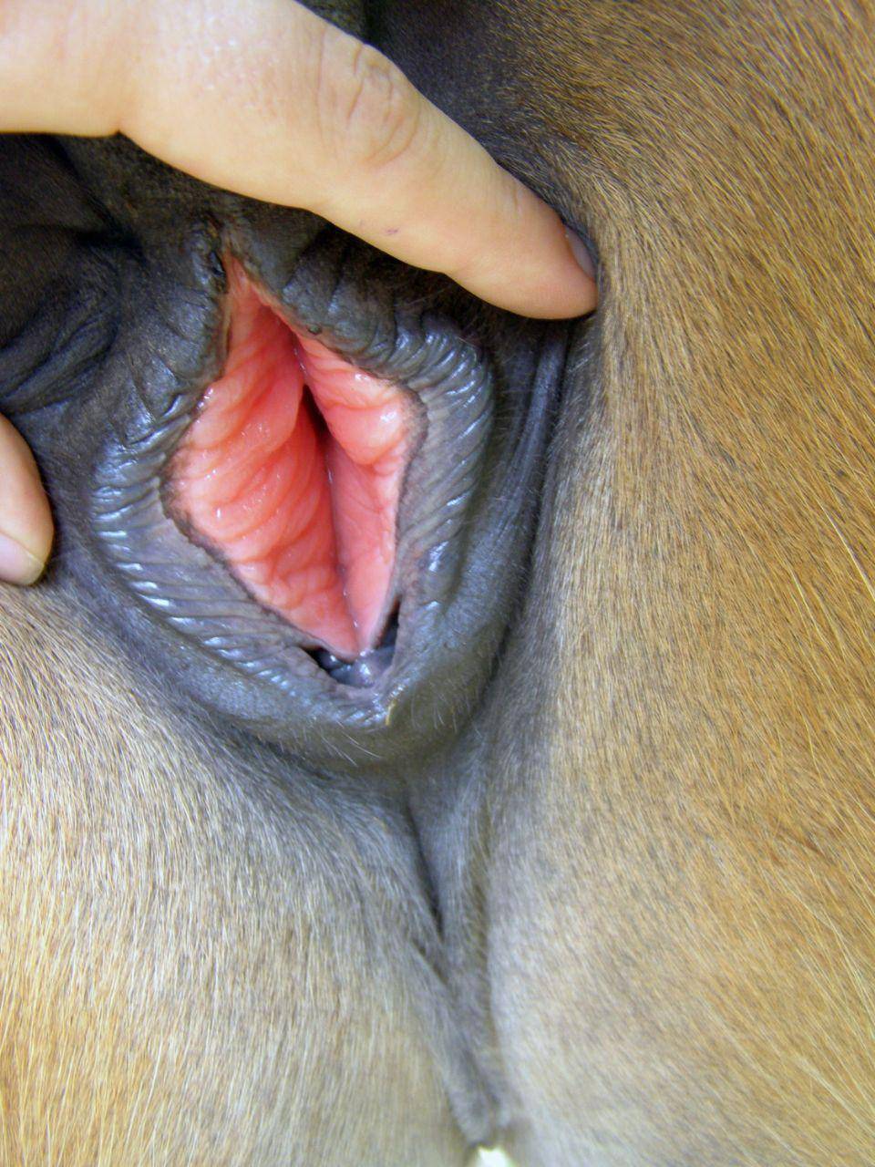 horse pussy