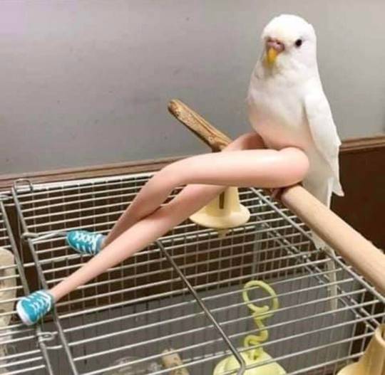 Hotbirb