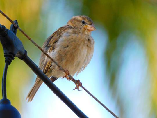 House Sparrow