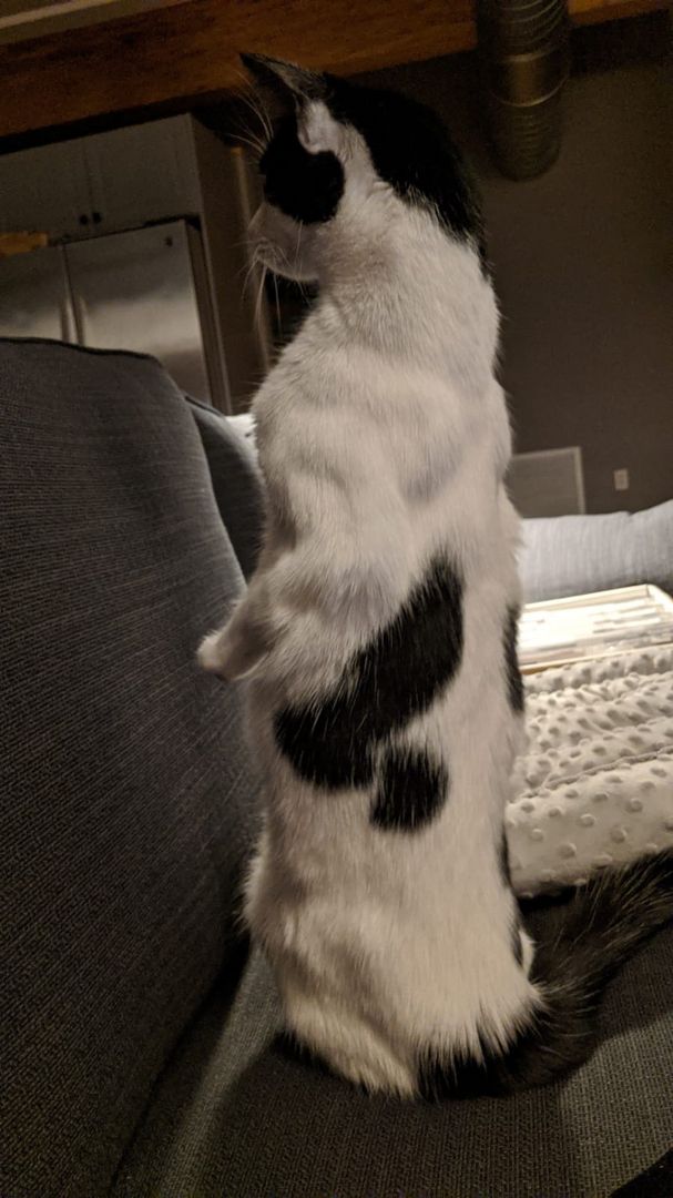 How can a cat get that buff