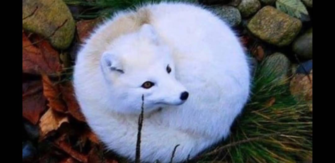 How round is round when its rounded around round