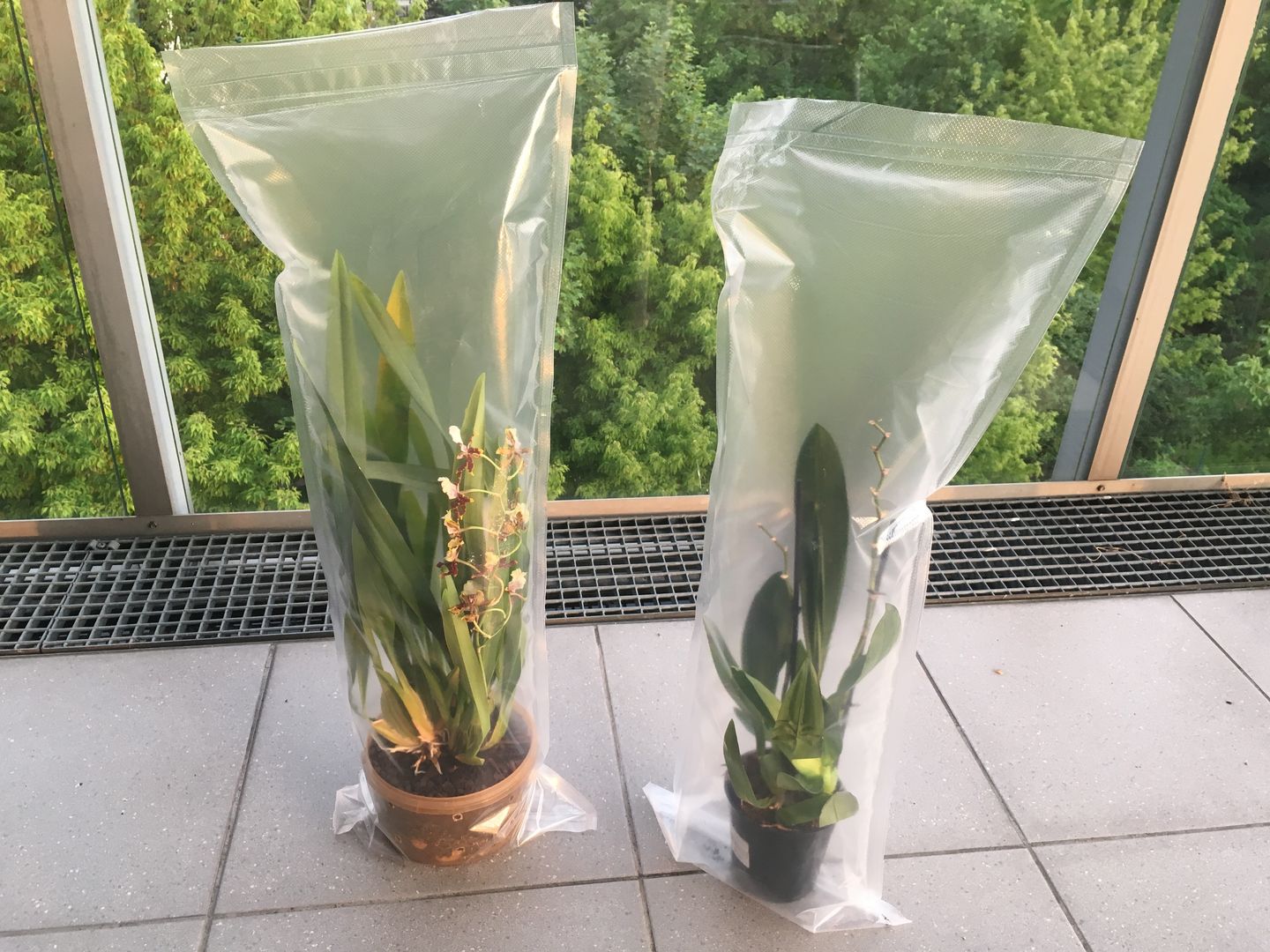 How to kill spider mites using CO2