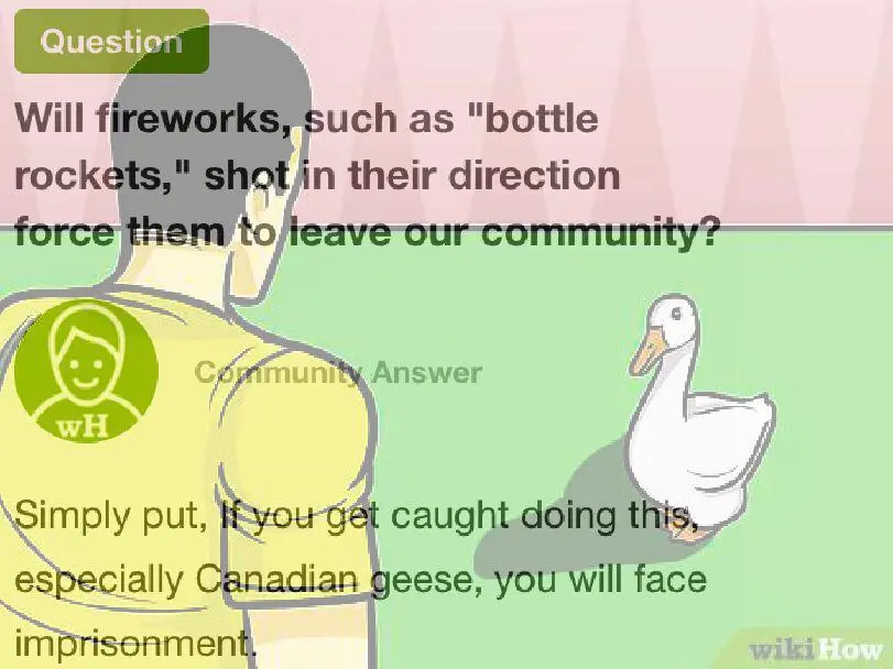 How to Stop a Goose Attack. | Scrolller