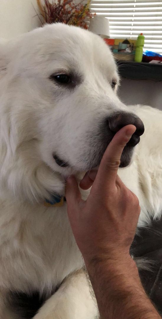 How to stop a Great Pyrenees from barking. Works 1 out of 50 times.