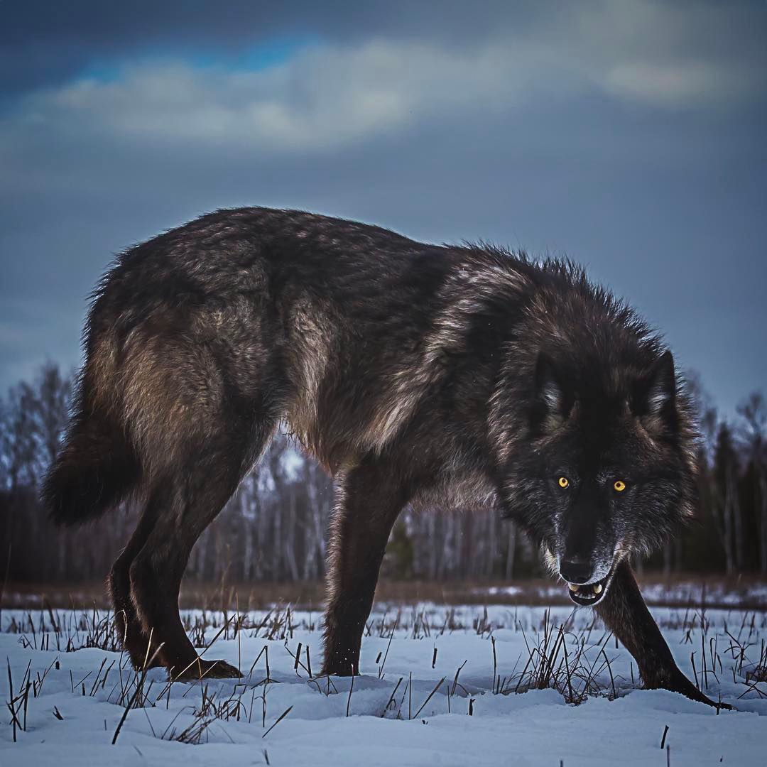 Timber Wolf