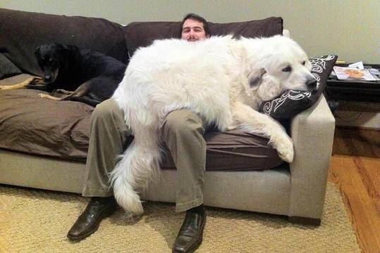 Human for scale of the size of this Great Pyrenees. I never knew they got this big!