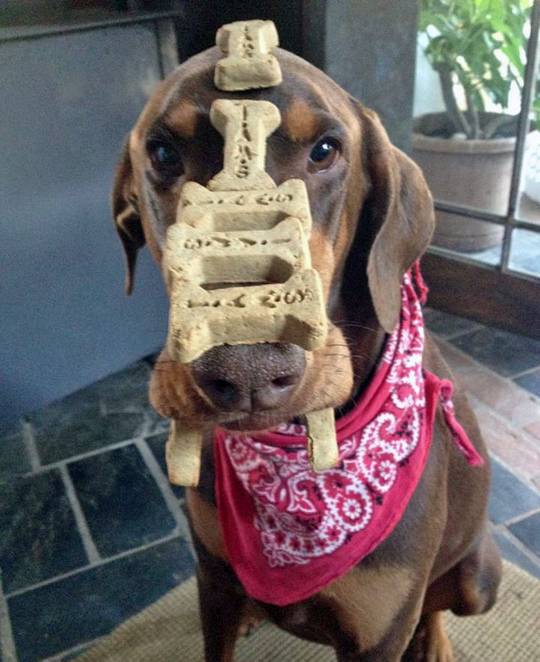 Human, why do you do this?