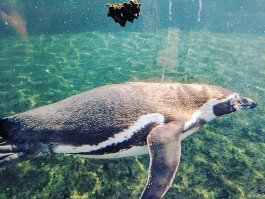 Humboldt penguin at Chester zoo