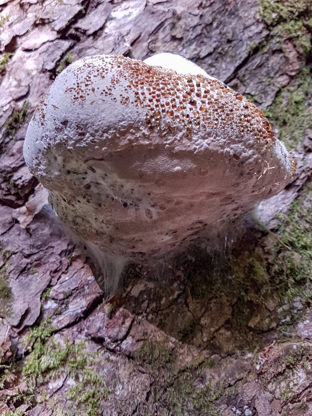 Hydnellum peckii, Bleeding Tooth mushroom, very strange creature, not poisonus, medicinal
