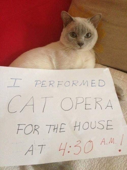 I am opera singer.