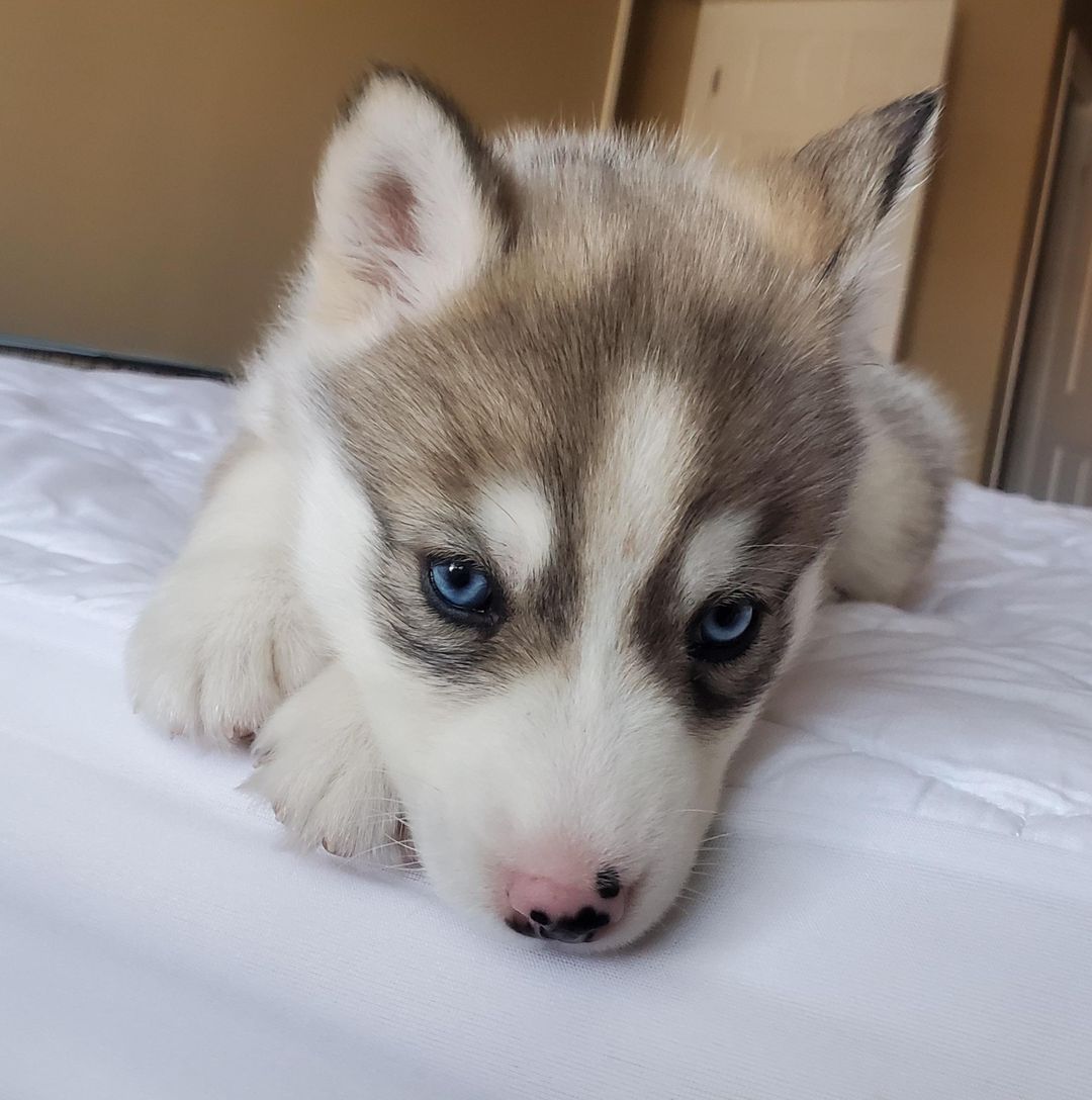 I decided to let a fur baby into my life today! Reddit, meet Naga!