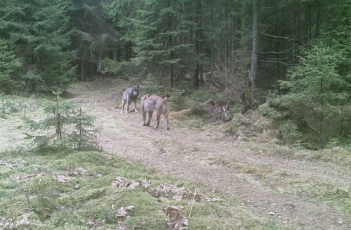 I did not realise how big a Lynx is. Here's one next to a wolf