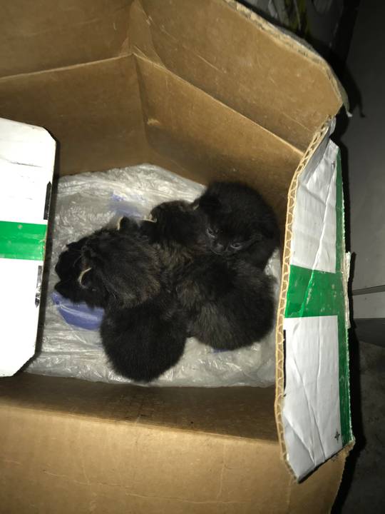 I found a whole box of baby smols in my garage (4 in total!)