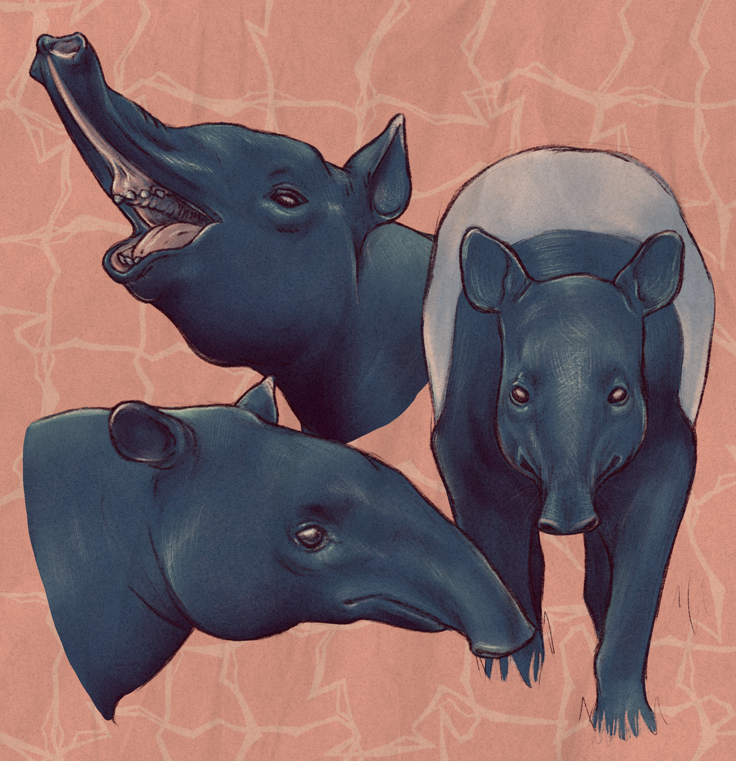 Tapay Drawing I had to draw malaysian tapirs because they are too cute (@bowlcut ...