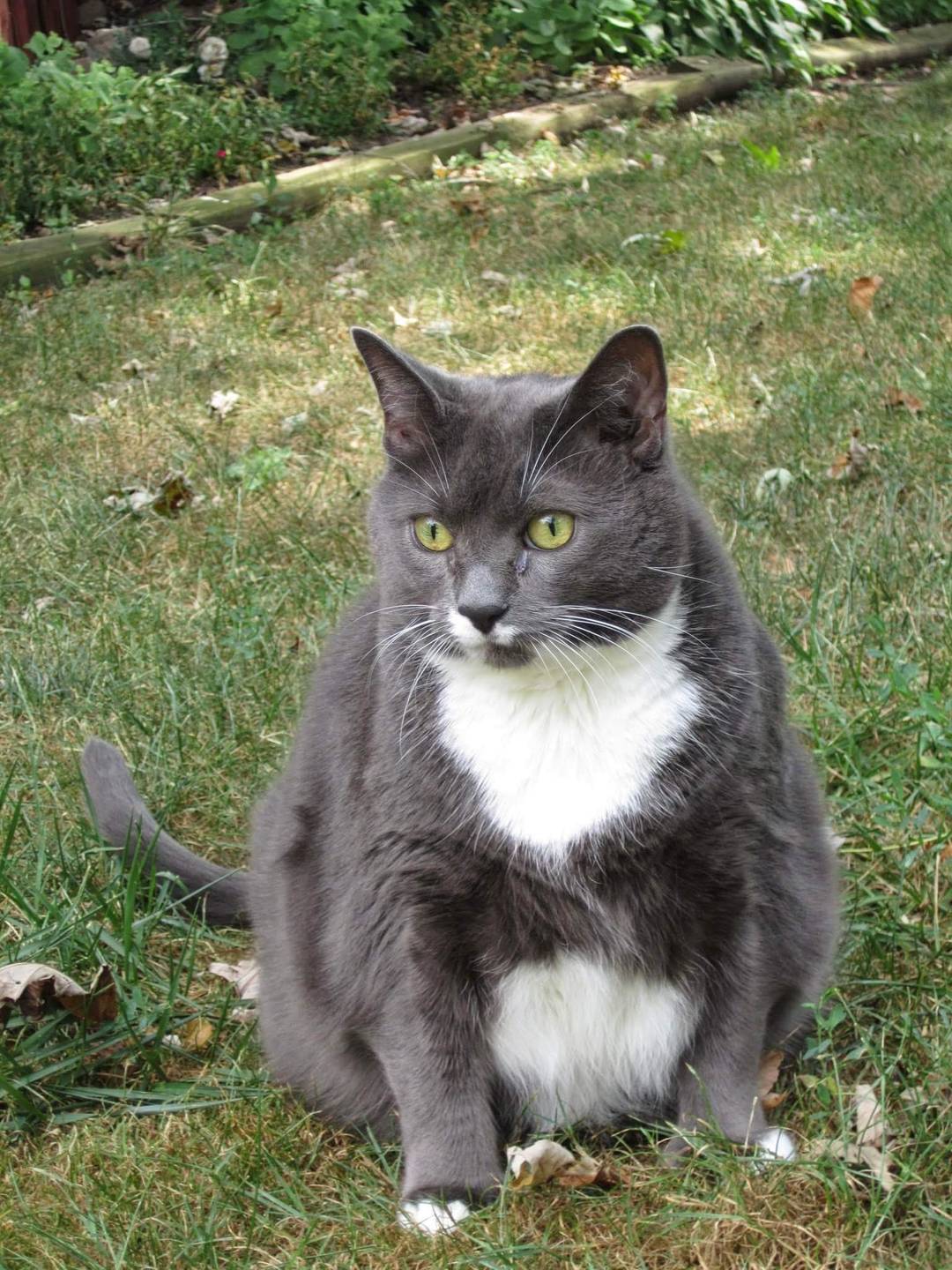 I had to say goodbye to my best friend, Linus yesterday. Although he wasn't so chubby before he passed, he will always be the chubbiest in my heart. You can eat all the dry food you want now.
