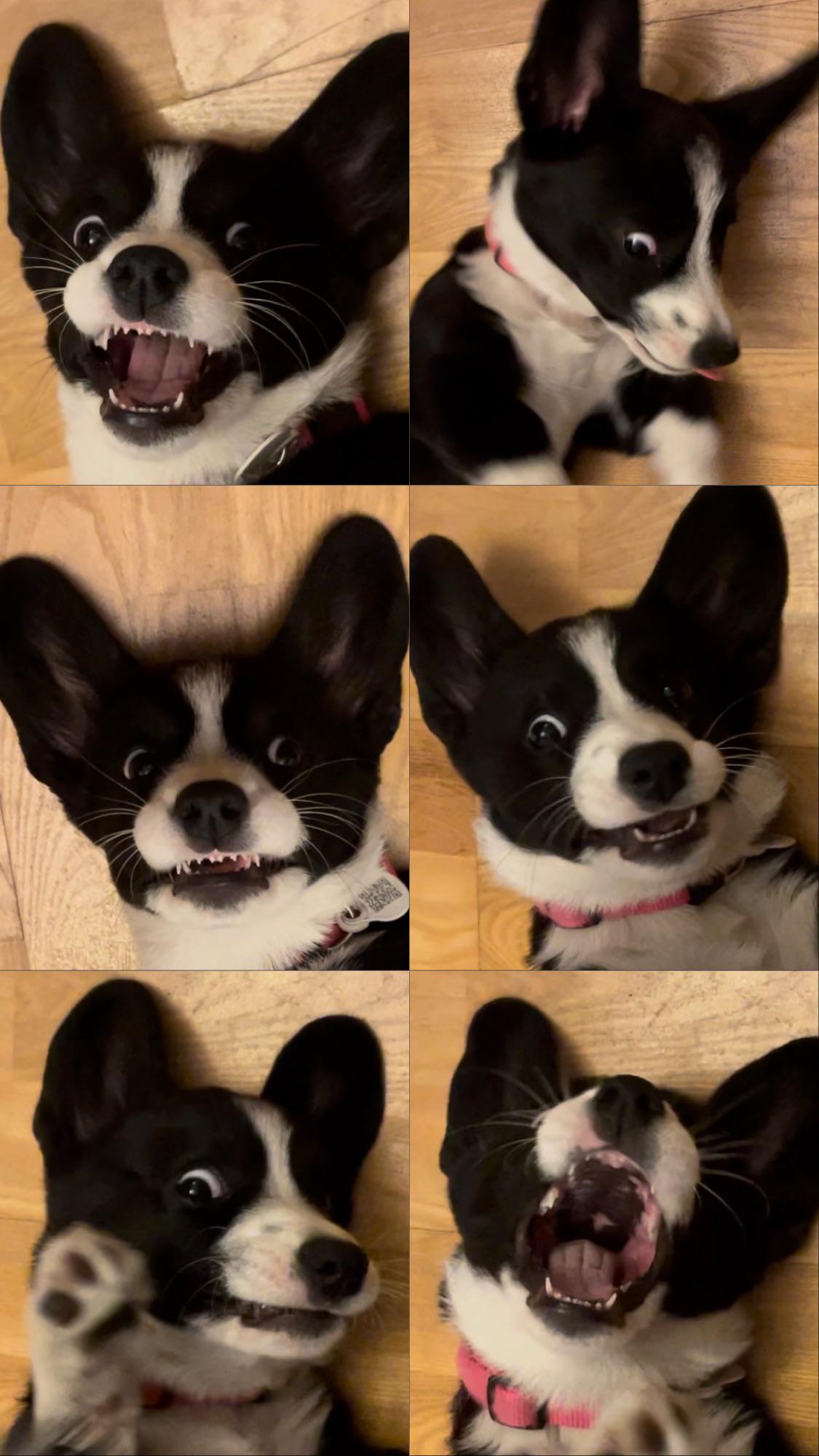 I love when Lola make funny faces 🐶