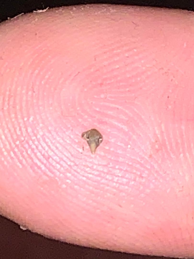 I present, the smallest fossil tooth you will ever see (Cat shark)