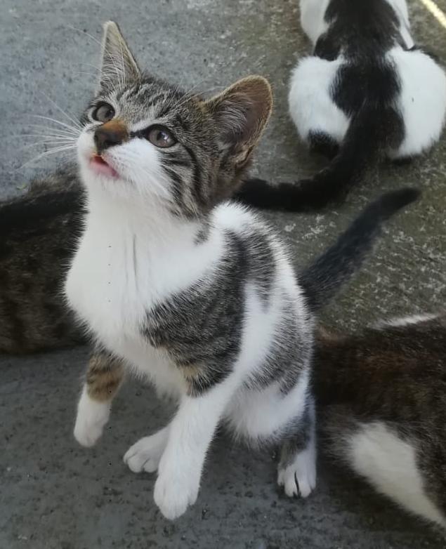 I Present to you Minka the Cat Raptor | Scrolller