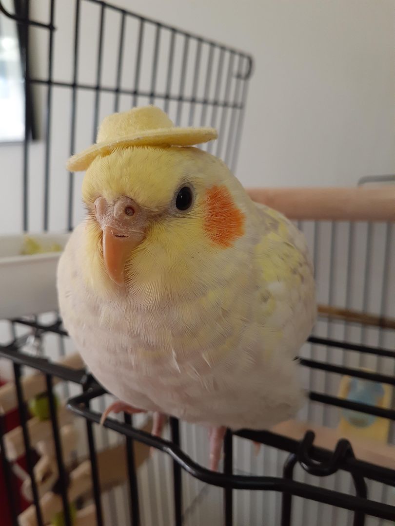 I put a tiny hat on my baby