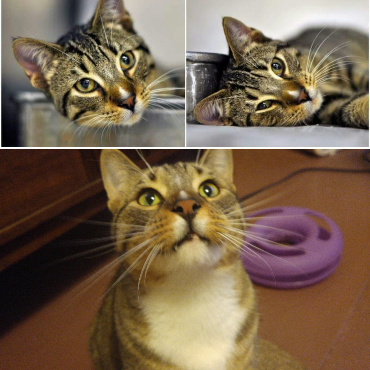 Beautiful view of Leukemia In Kittens And Special Needs