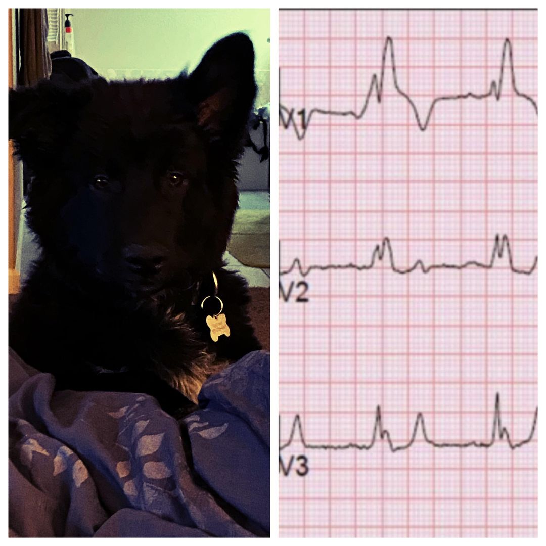 I should’ve named our puppy Right Bundle Branch Block or Arby because he always has one ear down