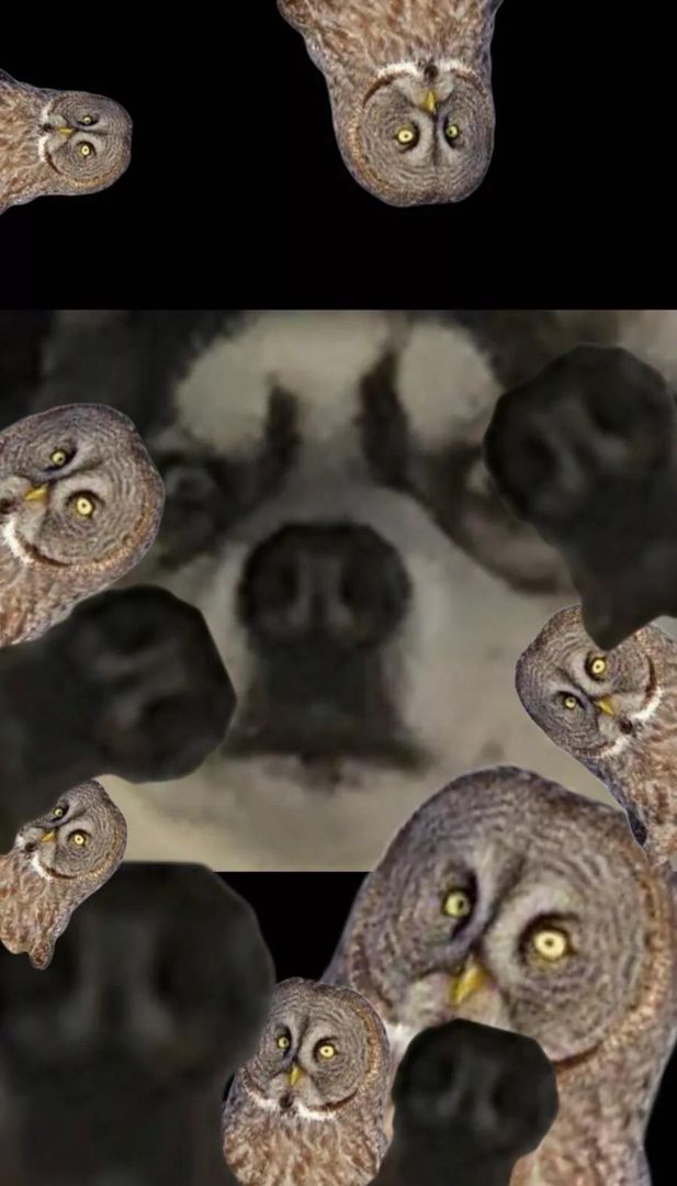 I thought the nose of my dog looked like an owl