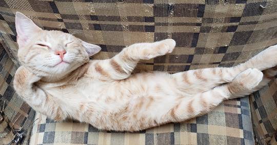 I took a picture of Stevie sleeping then flipped the image upside down