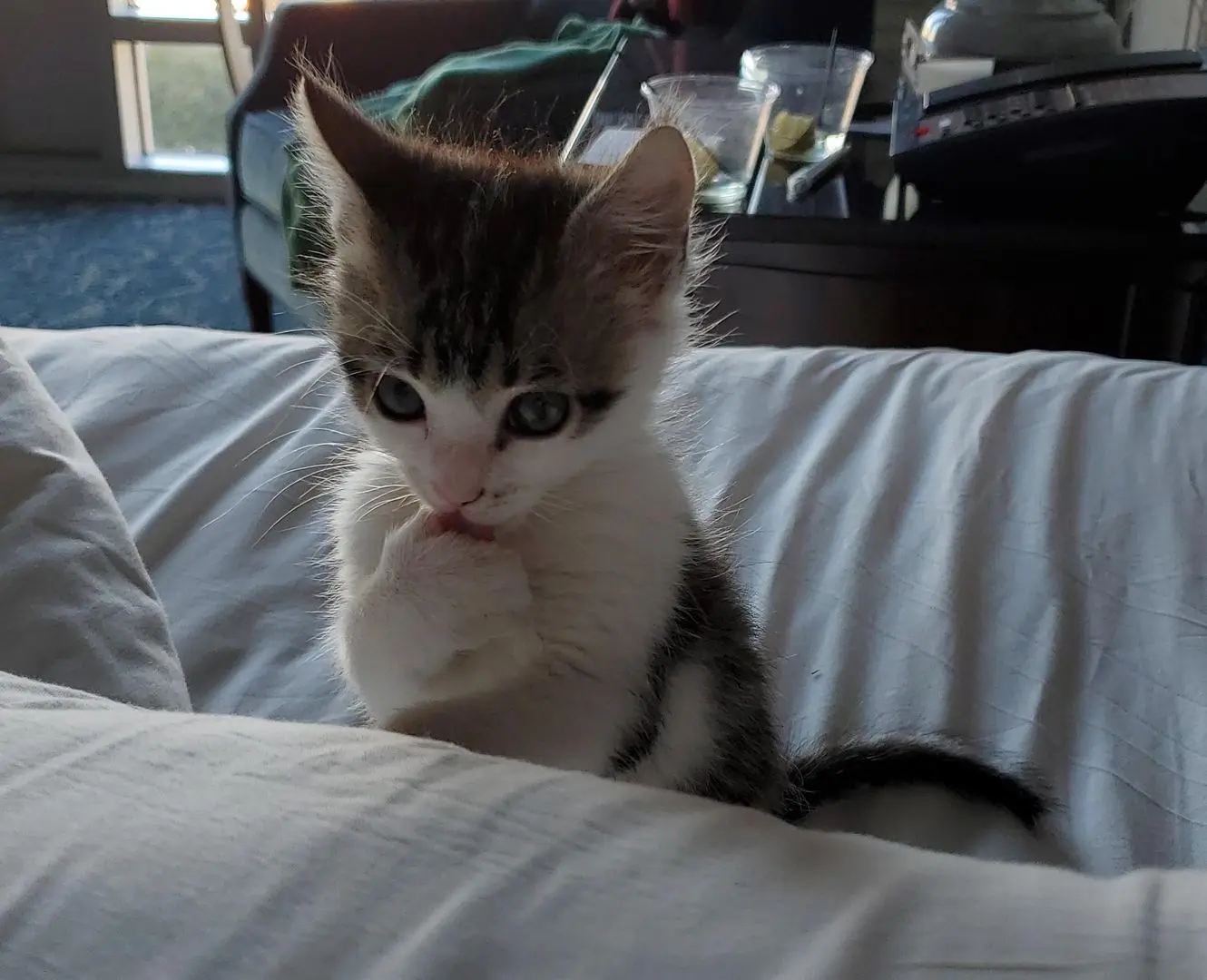 thumbcats
